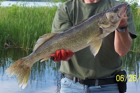 Walleye or Pickeral: Fishing Walleye or Pickeral on Lake of the Woods Ontario Canada at Harris Hill Resort