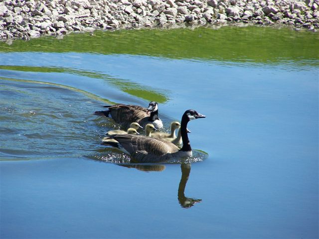 Geese and Goslings in spring: Geese lay eggs and goslings are hatched in spring.