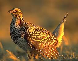 Sharptail Grouse