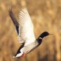 Duck & Geese Hunting in Northwestern Ontario
