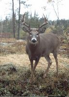 Deer Hunting, Ontario Hunting, Canada Deer Hunt